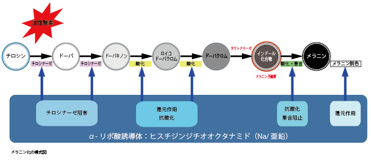 α-リポ酸誘導体：メラニン化の模式図