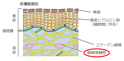 皮膚断面図